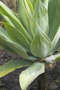 Lions tail agave